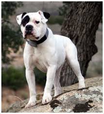 Alapaha blue blood bulldog puppies available for sale in united states from top breeders and individuals. Alapaha Blue Blood Bulldog Questions Answered Here Doggie Woof