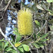 Image result for Boscia integrifolia