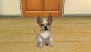 Right now we have 3 cheats and etc for this game and every day we increase our collection with new. Petz Dogz Family Usa Iso Psp Isos Emuparadise