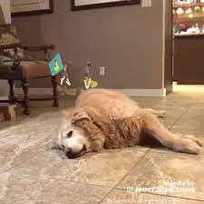 Declaration Of Independence Day In 2021 Cute Animals Funny Animals Cute Baby Animals