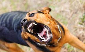 Help My Dog Snapped At A Child What Should I Do
