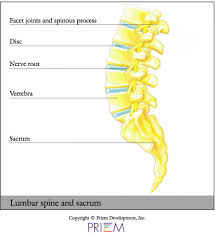 Your lower back contains 5 vertebral bones stacked above each other with intervertebral discs in between. South Carolina Spine Center Anatomy Library