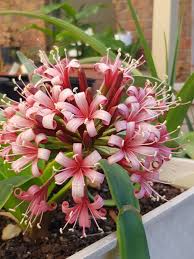 Image result for Ammocharis tinneana