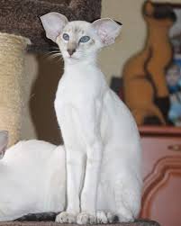 The sphynx cat is a breed of cat known for its lack of coat (fur). Peterbald Kittens Persian Kittens For Sale Sphynx Kittens For Sale Donskoy Kittens For Sale Peterbald Kittens