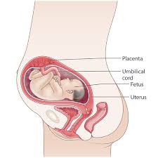 See full list on parentune.com 27 Weeks Pregnant Raising Children Network