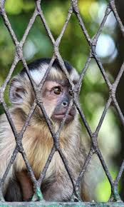 Image result for monkey caged
