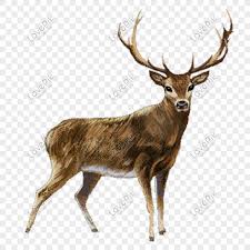 ظبي Flower Crafts Moose Art Art