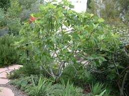 Image result for Carica