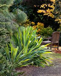 Image result for Beschorneria yuccoides