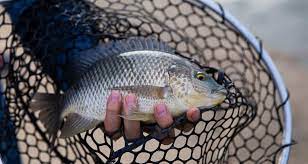 How To Handle A Fish After You Catch It - 50 Campfires