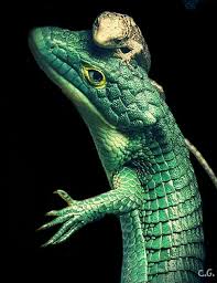 Captive bred abronia for sale. Arboreal Alligator Lizard Abronia Graminea Mom And Baby Lizard Amphibians Reptiles And Amphibians