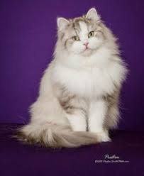 Ragamuffin Kittens For Sale J Muffins Ragamuffin Cats Ragamuffin Cat Ragamuffin Kittens Beautiful Cats Pictures