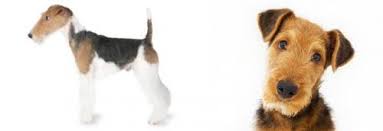 This breed is intelligent and playful. Fox Terrier Vs Airedale Terrier Breed Comparison