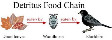 Explain how you think the abiotic factors of the ecosystem . Energy Flow Through An Ecosystem Food Chain Food Web Pmf Ias