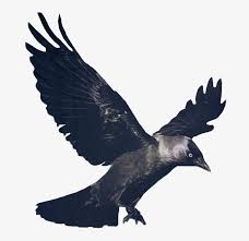 Crow Drawing Gothic Flying Raven Png Free Transparent Png Download Pngkey Here are easy steps on how to draw one! crow drawing gothic flying raven png