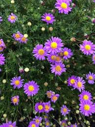 Image result for Senecio purpureus