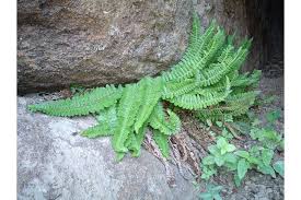 Image result for Polystichum sinense