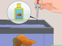 6 Ways To Save A Dying Betta Fish Wikihow