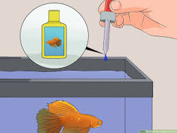 My betta's cloudy eye (bacterial infection). 6 Ways To Save A Dying Betta Fish Wikihow
