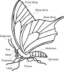 Butterflies Of Manitoba From The Living Prairie Museum Butterfly Science Science Worksheets Butterfly Lessons