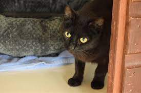 Cat Protection Bridgend Adoption Centre Home Facebook