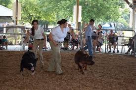 Millington Siblings Excel at Kent County Swine Show