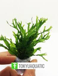 Microsorum Windelov Bunch Freshwater Live Aquarium Plant Decorations Tank Easy Plante Aquarium