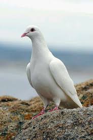 pin by eloina on 色とりどり color birds dove pictures pet birds beautiful birds