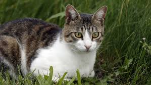 Mein freund wohnt seit 3 jahren in seiner wohnung mit terasse, als ich ihn vor zwei jahren kennenlernte kam immer eine schwarze katze zu. Universitat Tilburg Umweltrechtler Fordern Freigang Verbot Fur Katzen Panorama Stuttgarter Nachrichten