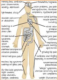 Muscular System Lorna Pluto Human Pathology