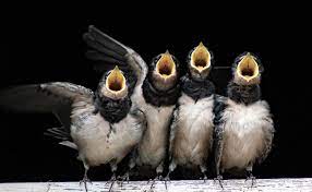 Malgré cela, les nids de ces oiseaux sont régulièrement détruits. Quelles Differences Entre L Hirondelle Et Le Martinet Comment Les Reconnaitre