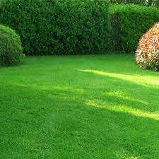 Газонная трава - Форум