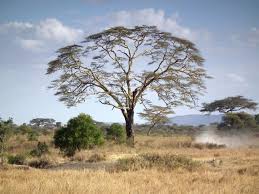 Image result for Acacia xanthophloea