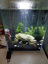 Many people say betta are happy to live in tiny bowls, cups, or 1 gallon tanks. My First 5 Gal Planted Tank Bettafish