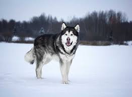 See what people are saying and join the conversation. Alaskan Malamute Im Rasseportrait Zooroyal Magazin