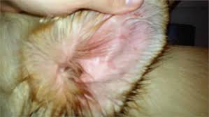 Justanswer.com has been visited by 100k+ users in the past month How To Tell If Your Dog Has Fleas