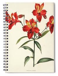 Image result for Alstroemeria pulchella