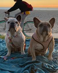Lady gaga's alleged dognappers arrested and charged for robbery, attempted murder of dog walker. Lady Gaga On Twitter My Beloved Dogs Koji And Gustav Were Taken In Hollywood Two Nights Ago My Heart Is Sick And I Am Praying My Family Will Be Whole Again With