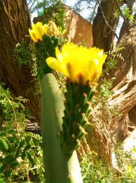 Rooting the entire large cutting is the best way to get the most growth. Cactus Bloom In Aji Verde Picture Of Aji Verde Hostel San Pedro San Pedro De Atacama Tripadvisor