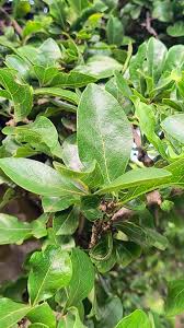 Image result for Philenoptera nelsii