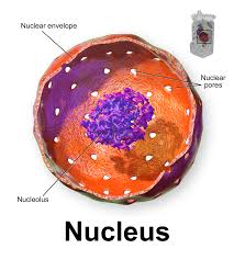 Imagewillbeuploadedsoon the cell nucleus contains a nuclear membrane, which is referred to as the nuclear envelope, nucleolus, nucleoplasm, and chromosomes. Nucleolus Simple English Wikipedia The Free Encyclopedia