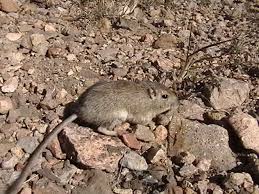 A boost to hypercycle theory was the discovery of ribozymes capable of catalyzing their own chemical reactions. Rock Pocket Mouse Wikipedia