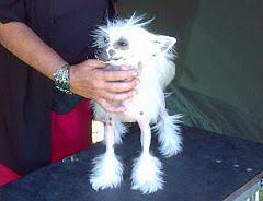 Mooresboro north carolina pets and animals 200 $ Chinese Crested Dogs In South Africa