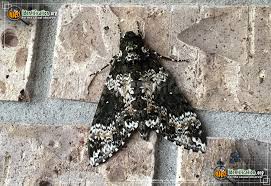 Black And White Spotted Moth Meaning Rustic Sphinx Moth