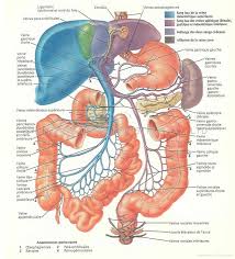 Human Anatomy Chart Labels Human Form Med Term Fall