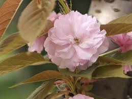 The yoshino cherry tree is a showy flowering cherry tree. Kwanzan Cherry Tree Care How To Grow A Kwanzan Cherry Tree