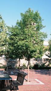 Image result for Ulmus parvifolia