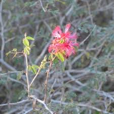 Image result for Calliandra tweedii