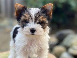 The golden or blonde parti yorkie is essentially a yorkshire terrier without any dark blue or black coloring. Yorkie Coloring Blueberry Brook Yorkies