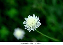 Image result for Scabiosa drakensbergensis
